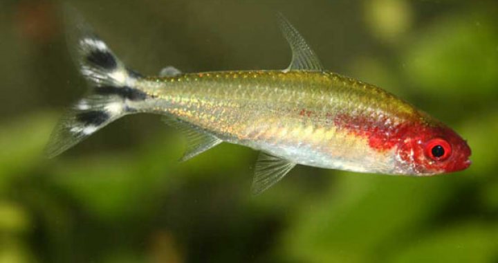 Zwinnik Blehera - ryba akwariowa, Zwinniki