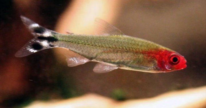 Zwinnik Blehera - ryba akwariowa, Zwinniki