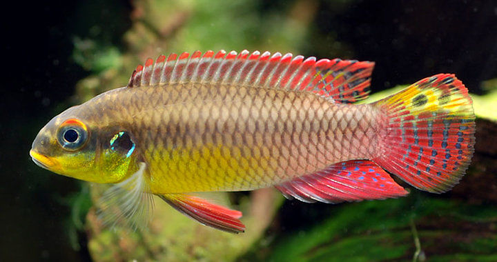 Barwniak szmaragdowy (Pelvicachromis taeniatus) - ryba akwariowa fot. zoopet.com
