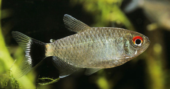 Błyszczyk parański - ryba akwariowa fot. PhotoShelter by Frank Hecker