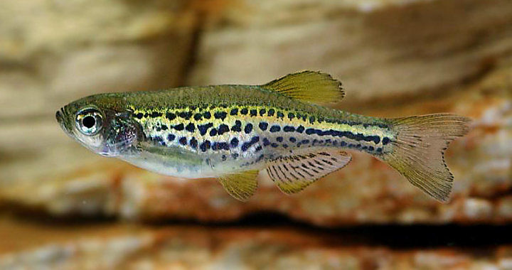 Danio lamparci (Brachydanio rerio) - ryba akwariowa fot. sfish.com.tw