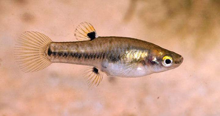 Drobniczka jednodniówka - Heterandria formosa - ryba akwariowa fot. flickr by Pierson Hill