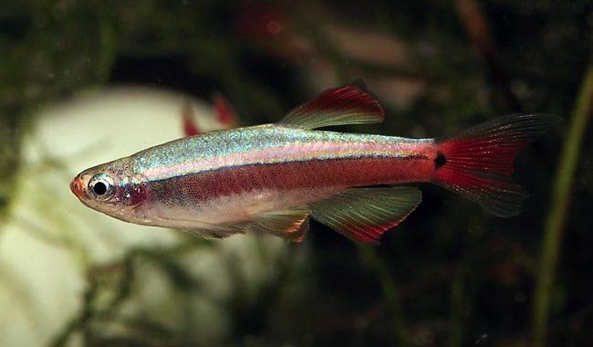 Kardynałek Chiński - ryba akwariowa fot.www.rainbow-fish.org