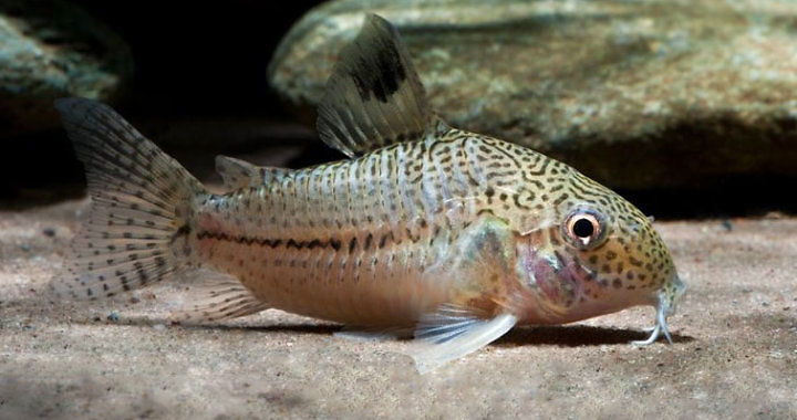 Kirysek Julii - Corydoras Julii fot. seriouslyfish by Enrico Richter