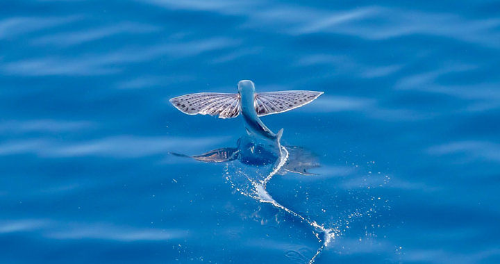 Latające ryby - Ptaszorowate fot. flickr by Harold Moses