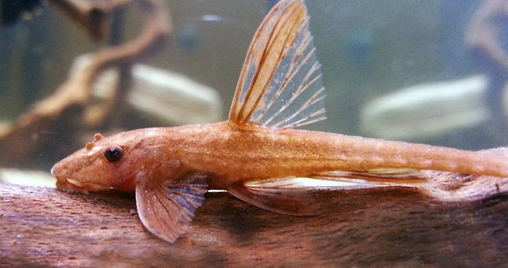 loricaria red lizard - ryba akwariowa fot. discusportal.it