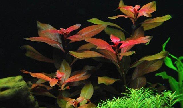 Ludwigia Repens - roślina akwariowa fot.extraplant.com