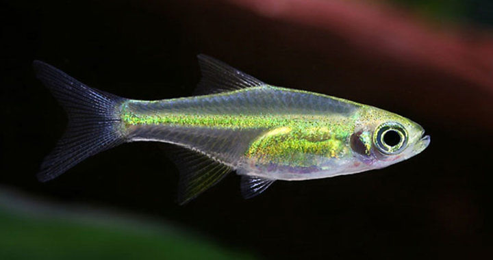 Microdevario kubotia - ryba akwariowa fot. ruinemans.com