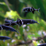 Grupa młodych trąbonosów fot. acuarioadictos.com