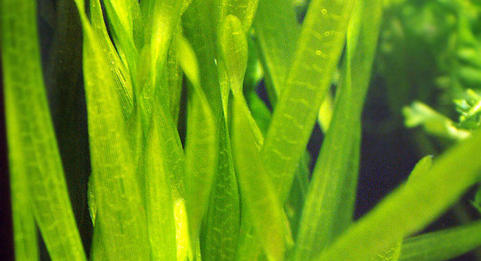 Nurzaniec - roślina akwariowa fot.flickr.com by Chek Yang Foo