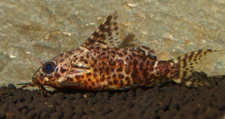 Opaczek (Synodontis nigriventris) - ryba akwariowa fot. planetcatfish.com