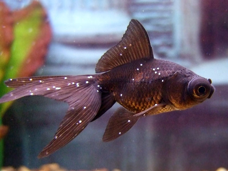 ospa-rybia-ichtioftirioza-choroba-ryb-akwariowych