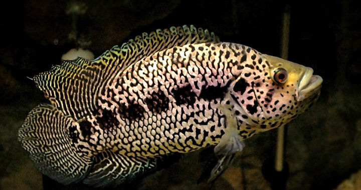 Pielęgnica managuańska - ryba akwariowa fot. arofanatics.com