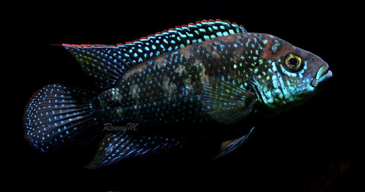 Pielęgnica niebieskołuska - ryba akwariowa fot. nvcweb.nl by Ronald Marcos