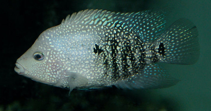 Pielęgnica perłowa - ryba akwariowa fot. flickr by bluegrassaquatics