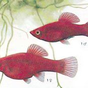 Platka - ryba akwariowa, samiec, samica