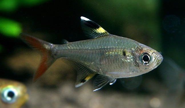 Prystelka Barwna - ryba akwariowa fot.bbs.tropica.cn
