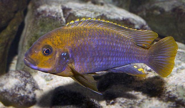Pyszczak Rdzawy - ryba akwariowa fot.acvariu.ro