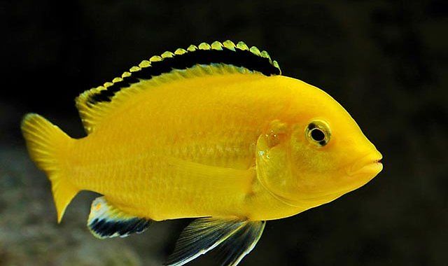 Pyszczak Yellow - Żółty - ryba akwariowa fot.ciklid.org