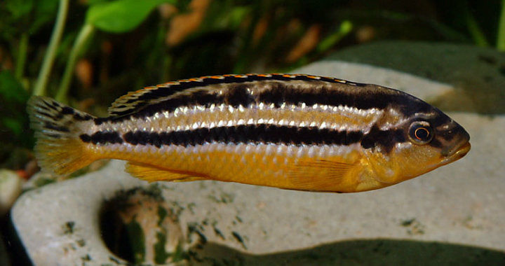 Pyszczak złocisty - Melanochromis auratus fot. wikipedia.org