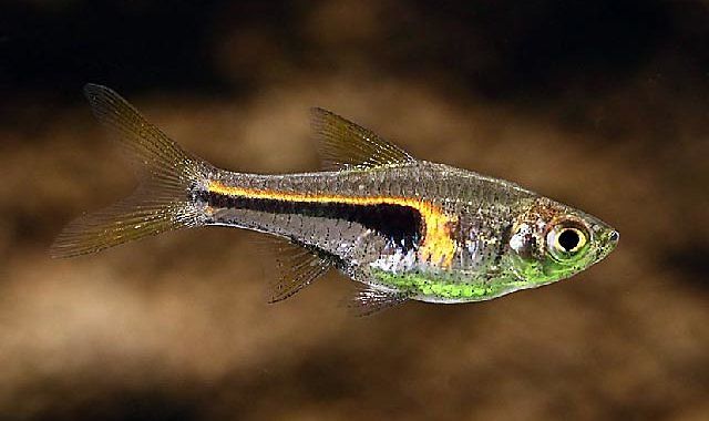 Rasbora Hengela - ryba akwariowa fot.plantasdeacuarios.com