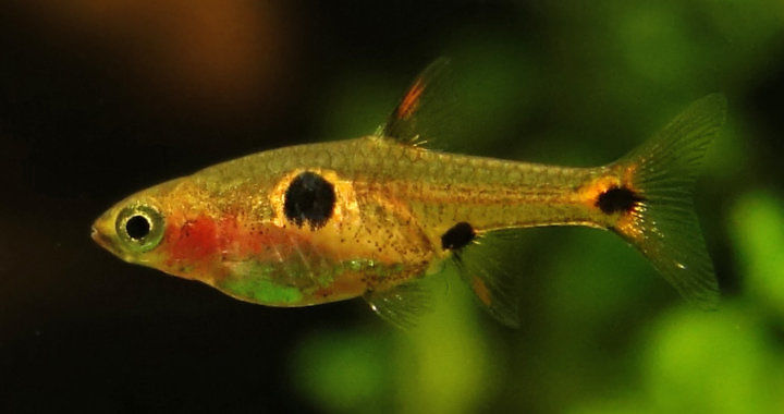 Razbora Plamista (Boraras maculatus) fot. by rybyakwariowe.eu