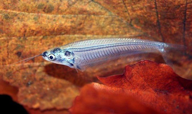 Sumik Szklisty - ryba akwariowa fot.aquaticrepublic.com