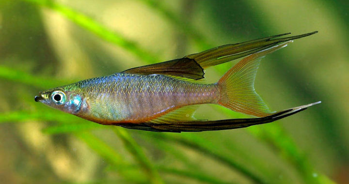 Tęczanka Wernera - ryba akwariowa fot.flickr by Mike S