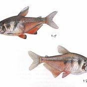 Tetra Czerwona - ryba akwariowa, samiec samica