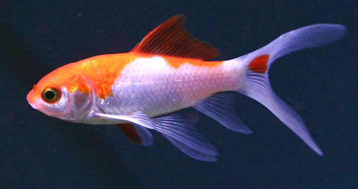 Welonka, Złota rybka - ryba akwariowa fot. flickr by Kate Breimayer