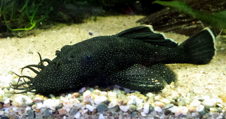 Zbrojnik niebieski ( Ancistrus dolichopterus) - ryba akwariowa fot. lnummers.nl