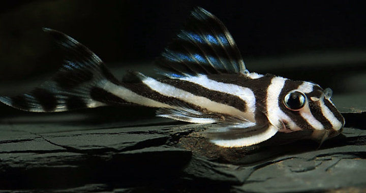 Zbrojnik zebra (Hypancistrus zebra) - ryba akwariowa fot. zoopet.com